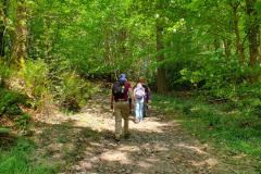 Local Walk - May 2025