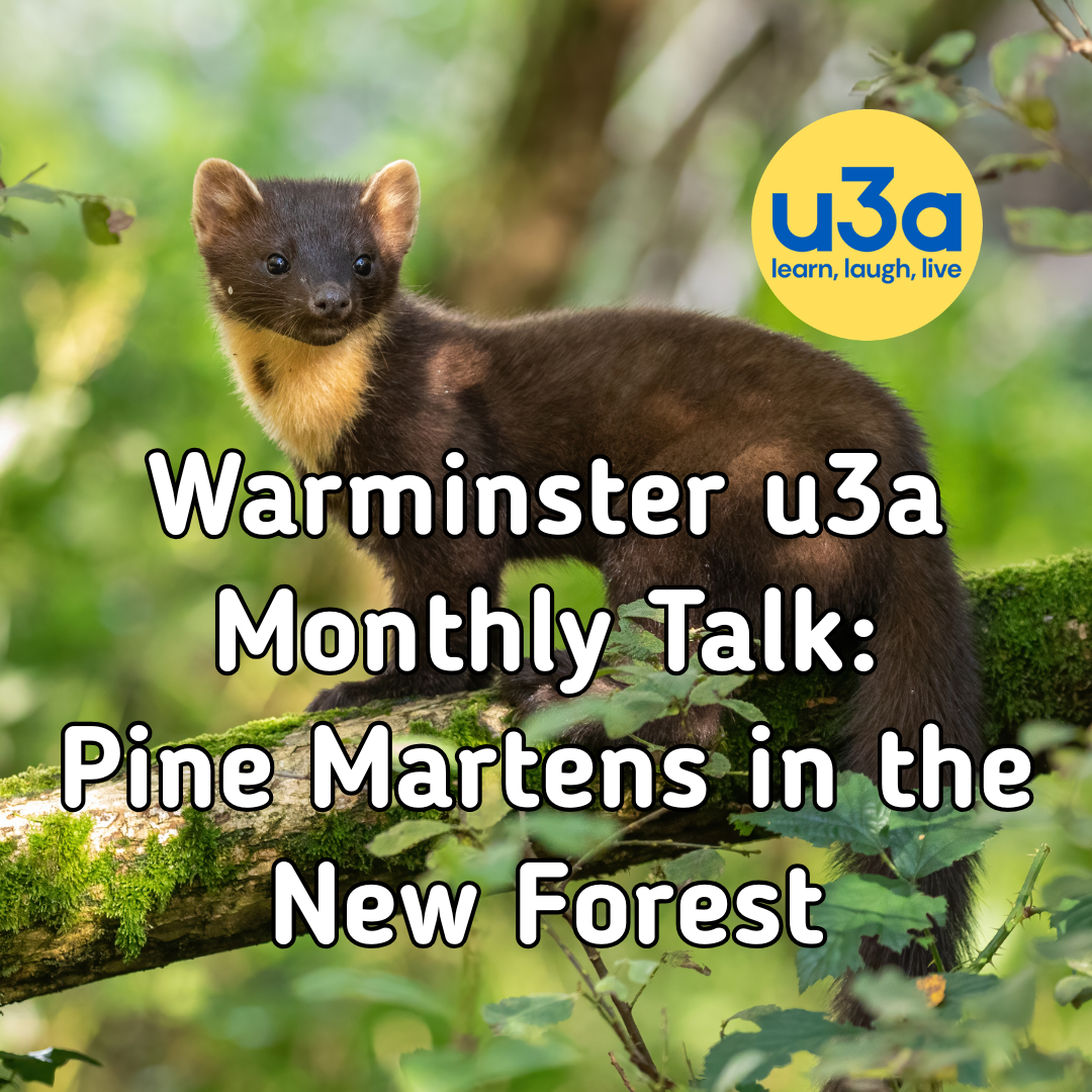 Warminster u3a Monthly Talk: Pine Martens in the New Forest